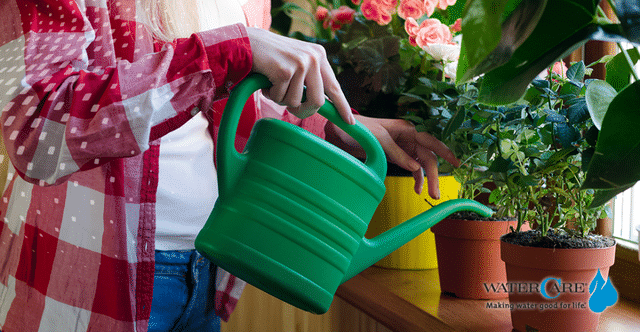 Will Soft Water Harm my Plants?